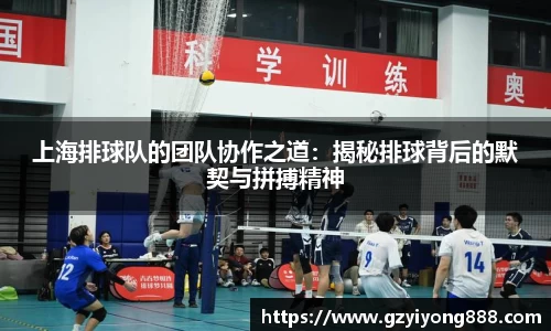 上海排球队的团队协作之道：揭秘排球背后的默契与拼搏精神